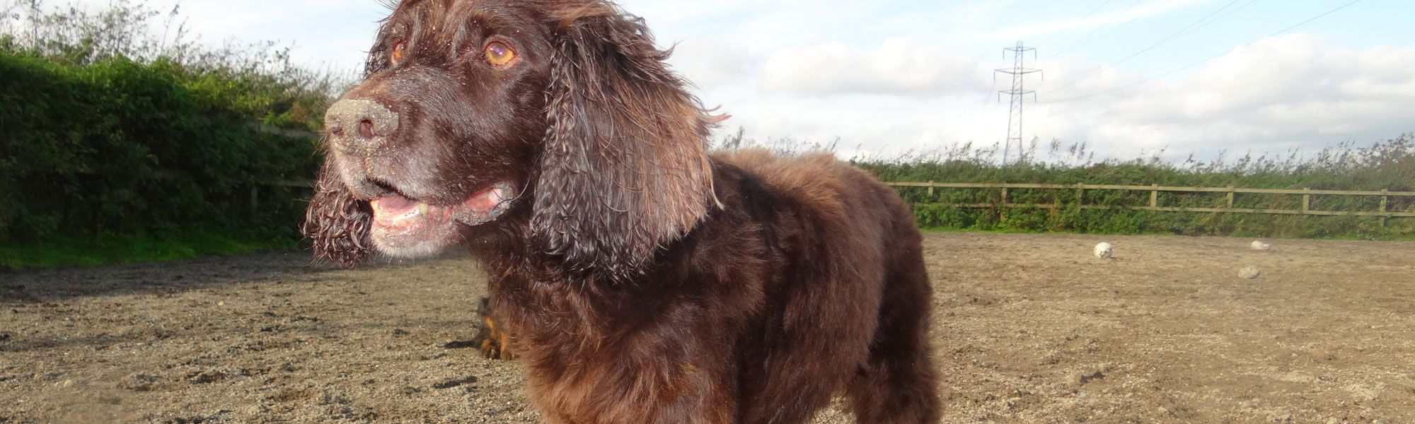 Boarding Kennels & Cattery near Warrington, Widnes & Runcorn