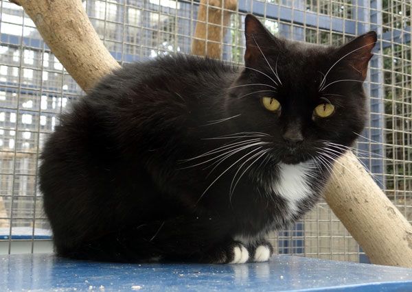Cat staying at cattery