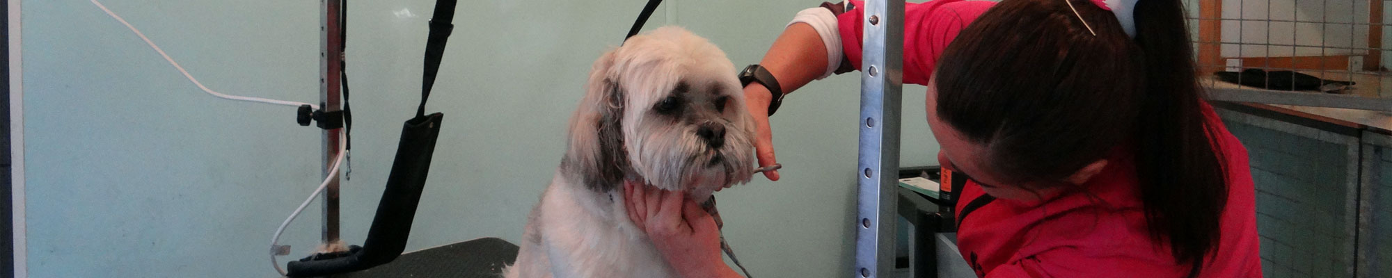 Dog grooming in Warrington