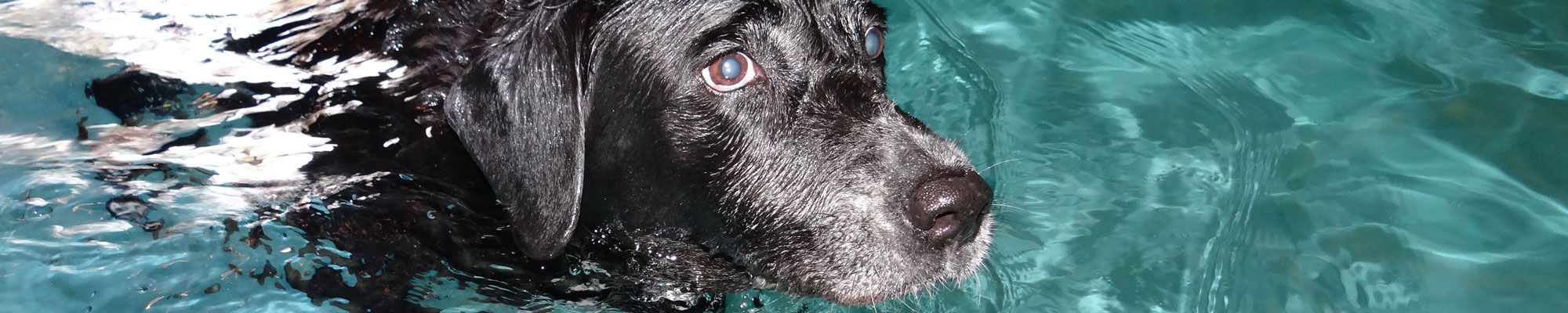 Dog in hydrotherapy pool