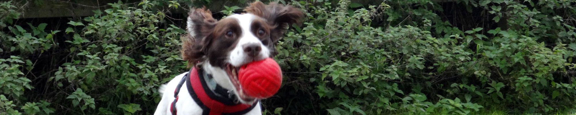 Dog running and playing with ball at Rose Tree Farm Boarding