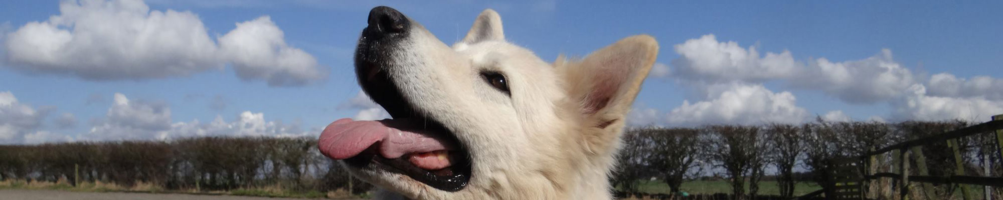 Happy husky at Rose Tree Farm Boarding