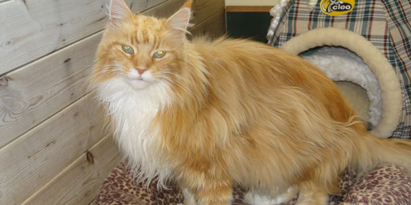 Cat sitting on bedding