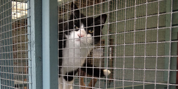 Cat in cattery near Warrington