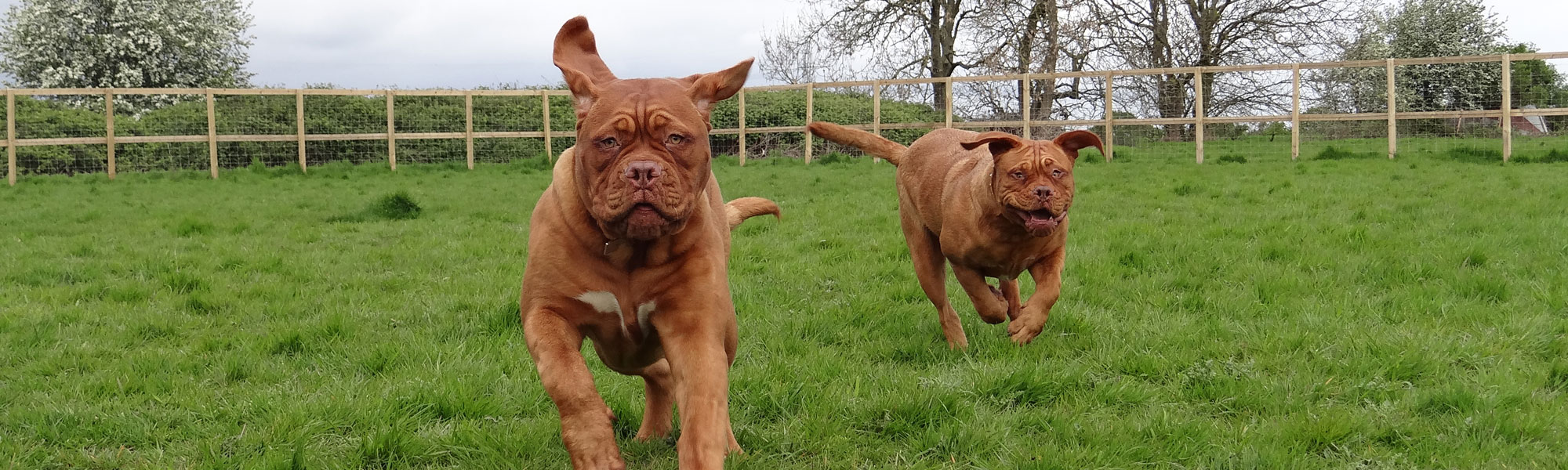 Dogs at Rose Tree Farm Boarding