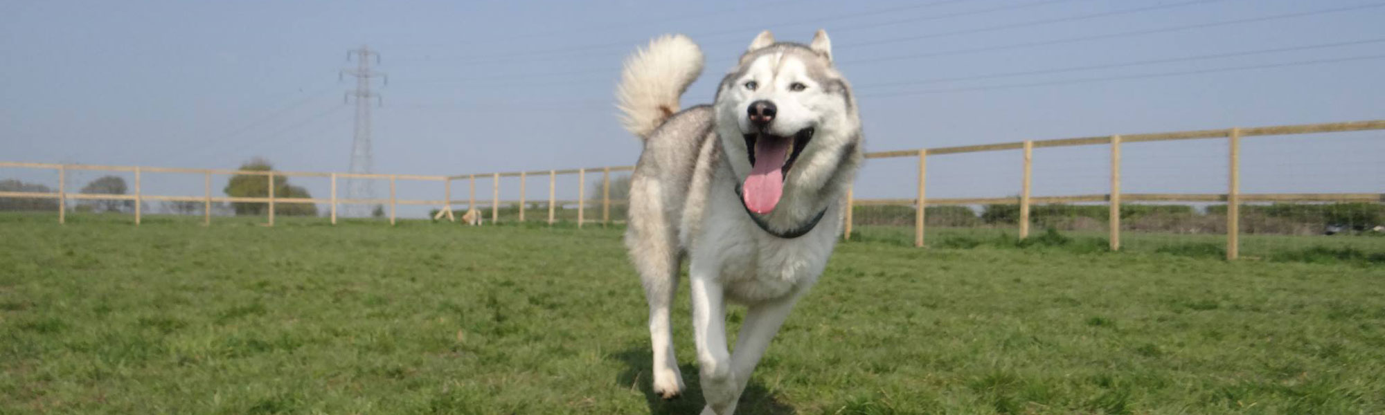 Smiling dog playing