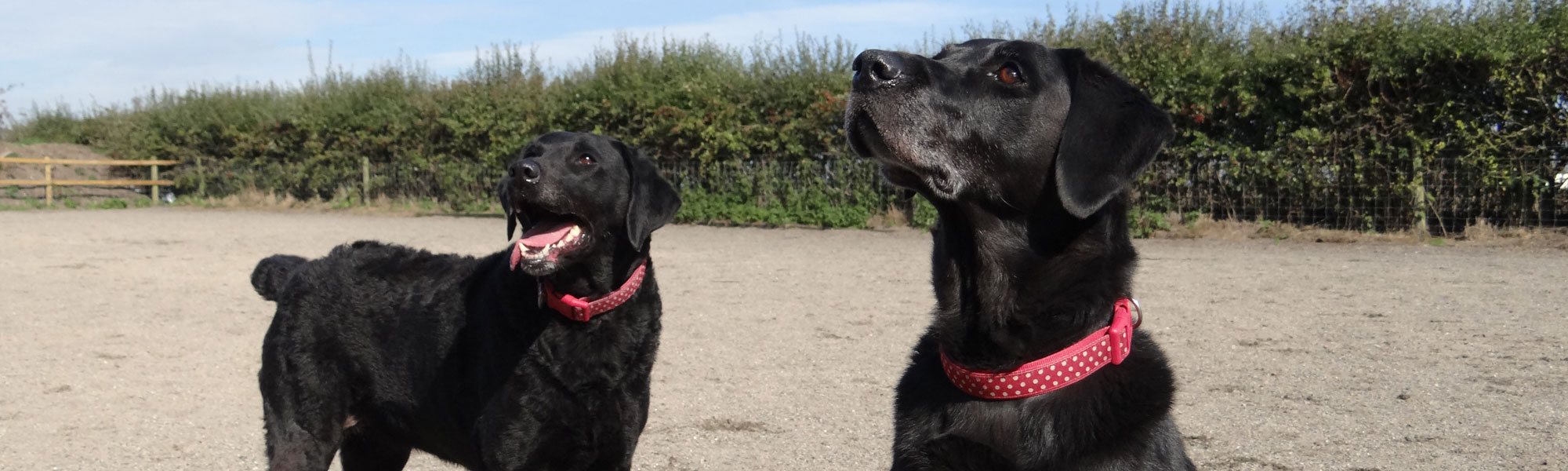 Dogs at kennels near Warrington