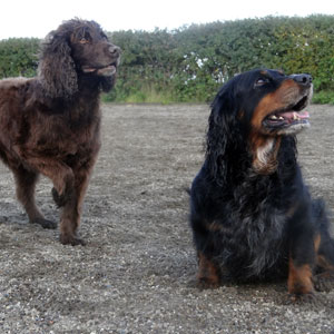 Two dogs playing in field