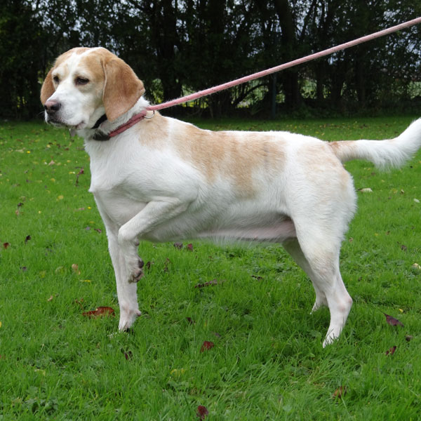 Dog being walked on lead