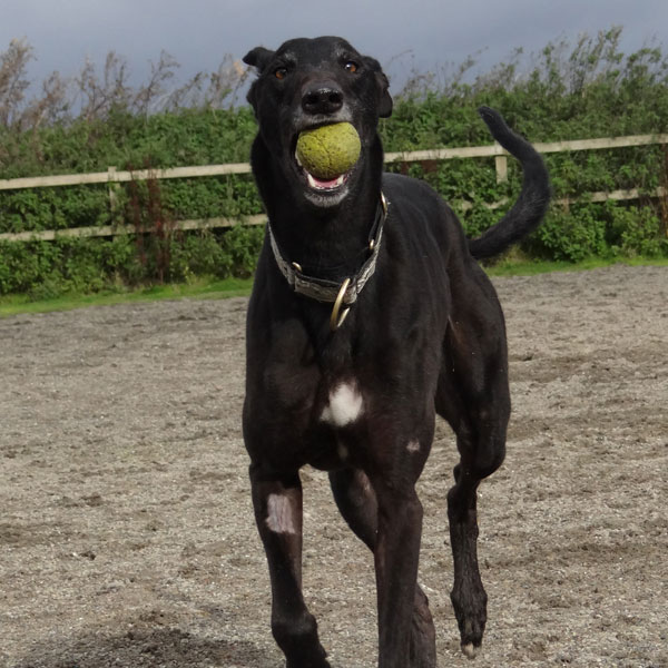 Dog with ball in it’s mouth