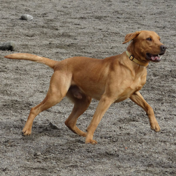 Dog running in field