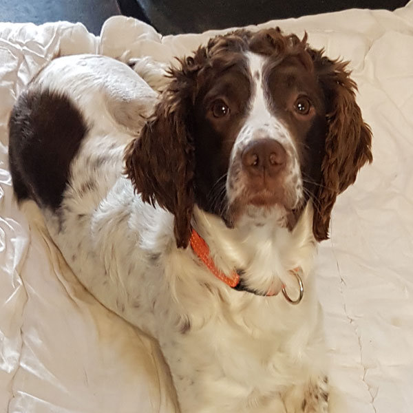 Dog lying on blanket