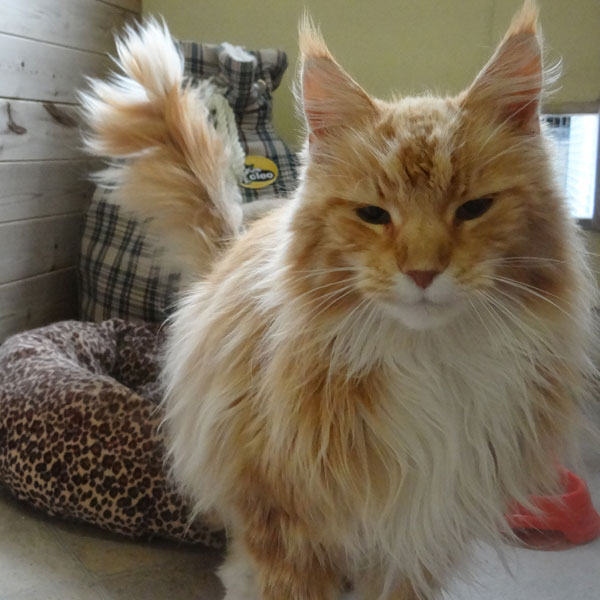 Cat sitting on bedding