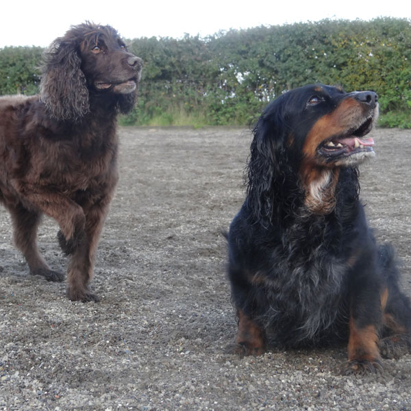 Two dogs playing in field