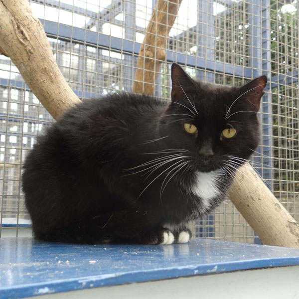 Cat staying in cattery