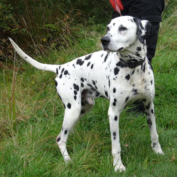 Dog being walked