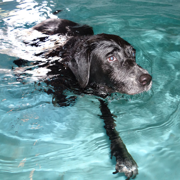 Dog in hydrotherapy pool