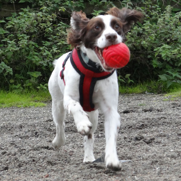 Dog playing with ball