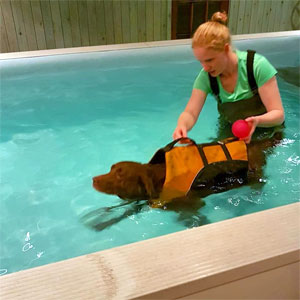 Dog with staff member in hydrotherapy pool