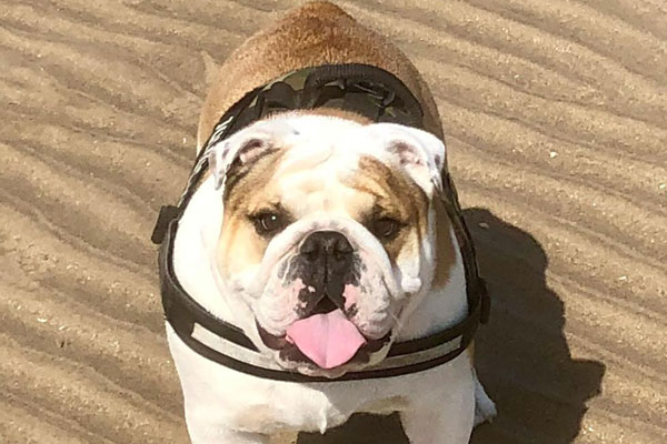 British Bulldog Archie at Rose Tree Farm near Warrington