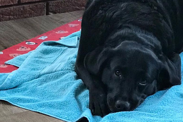 Labrador Poppy with towel at hydrotherapy treatment near Widnes