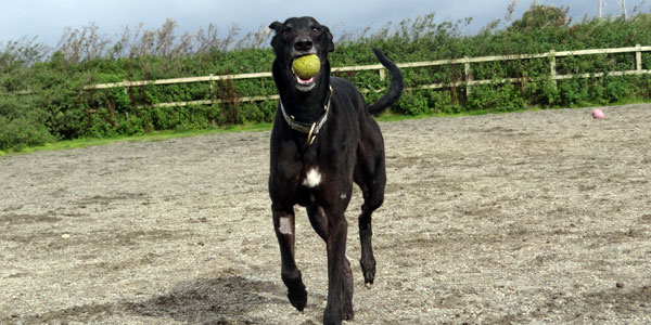 Dog playing with ball