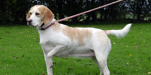 Dog being walked on lead