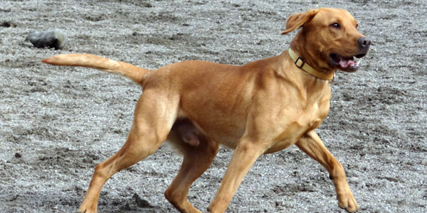 Dog playing in field near Warrington