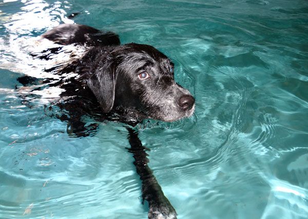 Dog in hydrotherapy pool