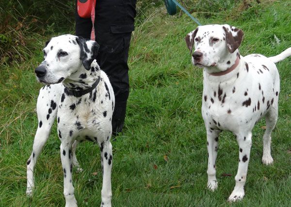 Two dogs being walked