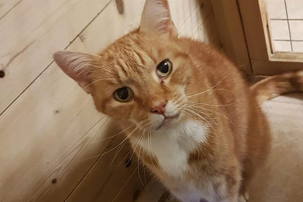 Ginger cat staying at cattery in Rose Tree Farm