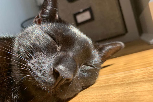 Cat asleep at cattery