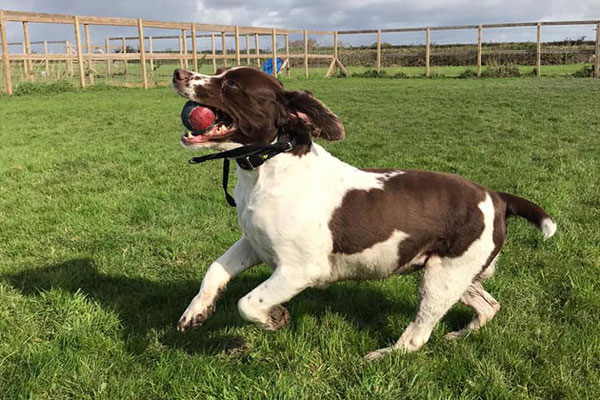 Dog playing fetch at Rose Tree Farm Boarding