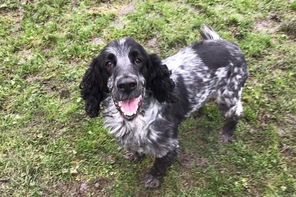 Happy dog at kennels